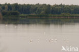 Lepelaar (Platalea leucorodia)