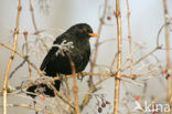 Merel (Turdus merula)