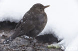 Merel (Turdus merula)