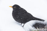 Merel (Turdus merula)