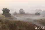 Nationaal Park De Hoge Veluwe