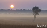 Nationaal Park De Hoge Veluwe