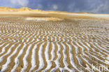 Nationaal Park Duinen van Texel