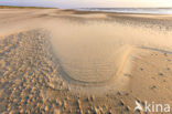 Nationaal Park Duinen van Texel 