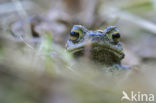 Pad (Bufo sp.)