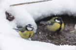 Pimpelmees (Parus caeruleus)