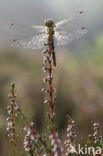 Purperlibel (Trithemis aurora)