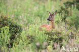 Ree (Capreolus capreolus)