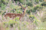 Ree (Capreolus capreolus)