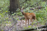 Ree (Capreolus capreolus)