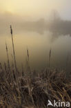 Riet (Phragmites australis)