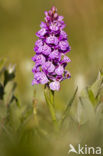 Rietorchis (Dactylorhiza praetermissa)