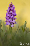 Rietorchis (Dactylorhiza praetermissa)