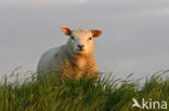 Schaap (Ovis domesticus)