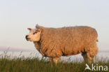 Schaap (Ovis domesticus)