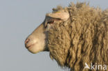 Schaap (Ovis domesticus)