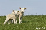 Schaap (Ovis domesticus)