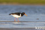 Scholekster (Haematopus ostralegus)