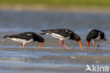 Scholekster (Haematopus ostralegus)