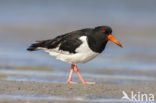 Scholekster (Haematopus ostralegus)