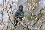 Spreeuw (Sturnus vulgaris)