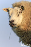 Texelaar schaap (Ovis domesticus)