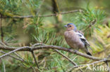 Vink (Fringilla coelebs)