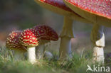 Vliegenzwam (Amanita muscaria)