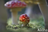 Vliegenzwam (Amanita muscaria)