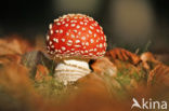 Vliegenzwam (Amanita muscaria)