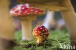 Vliegenzwam (Amanita muscaria)