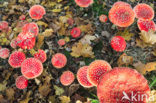 Vliegenzwam (Amanita muscaria)