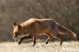 Vos (Vulpes vulpes)