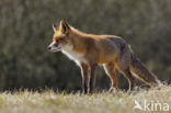 Vos (Vulpes vulpes)