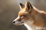 Vos (Vulpes vulpes)