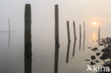 Waddenzee