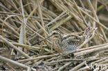 Watersnip (Gallinago gallinago) 