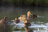 Wilde Eend (Anas platyrhynchos)