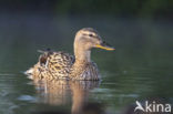 Wilde Eend (Anas platyrhynchos)