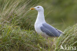 Zilvermeeuw (Larus argentatus)