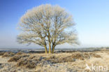 Zomereik (Quercus robur)