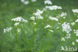 Bergvenkel (Meum athamanticum)