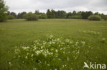 Bergvenkel (Meum athamanticum)