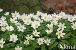 Bosanemoon (Anemone nemorosa)