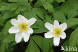 Bosanemoon (Anemone nemorosa)