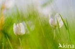 Bosanemoon (Anemone nemorosa)