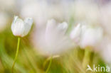 Bosanemoon (Anemone nemorosa)