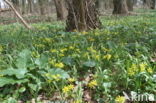 Bosgeelster (Gagea lutea)