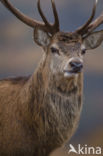 Edelhert (Cervus elaphus)