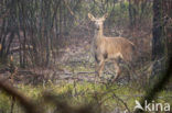 Edelhert (Cervus elaphus)